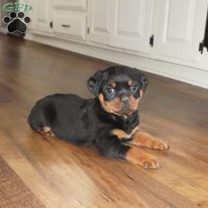 Stella, Rottweiler Puppy